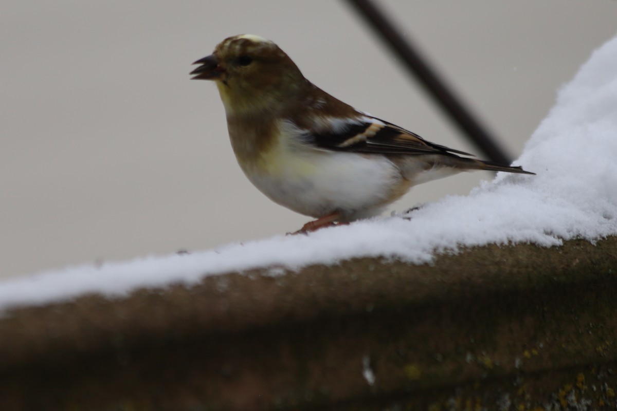 American Goldfinch - ML646938743