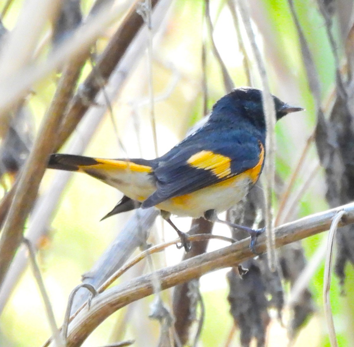 American Redstart - ML646938749
