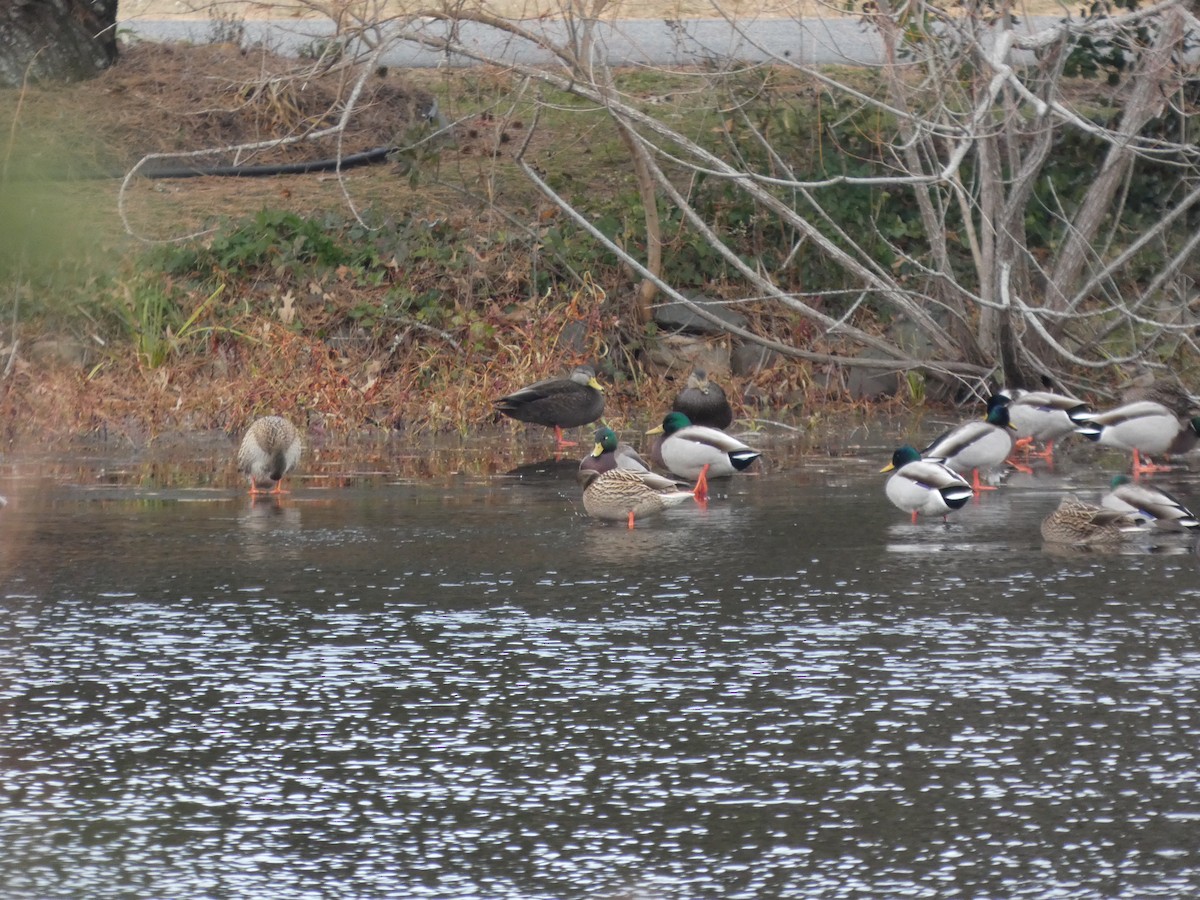 Ahate iluna - ML646938751