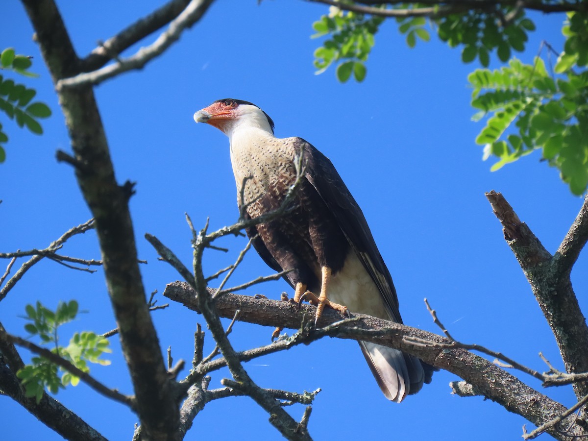 Crested Caracara - ML646938753