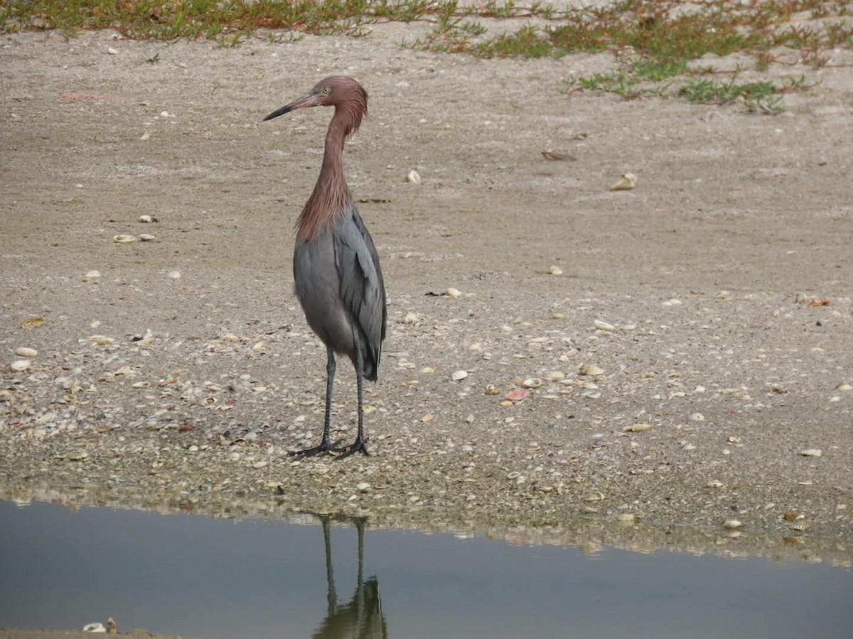 アカクロサギ - ML646938756