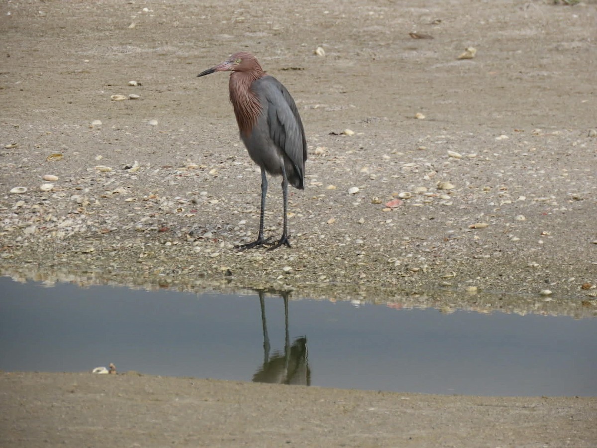 アカクロサギ - ML646938757