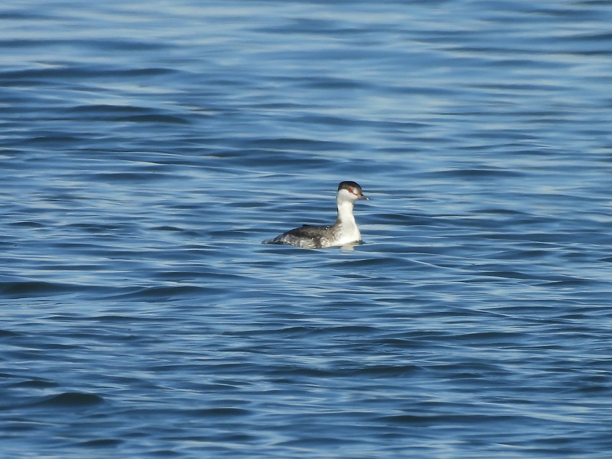 Horned Grebe - ML646938759