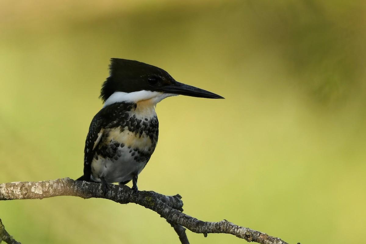 Green Kingfisher - ML646938761