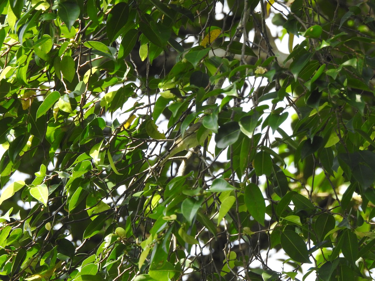 עלווית צפונית - ML646938764