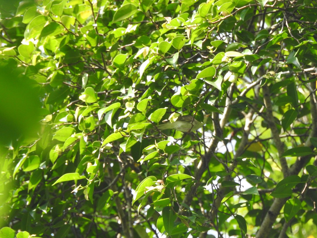 עלווית צפונית - ML646938765