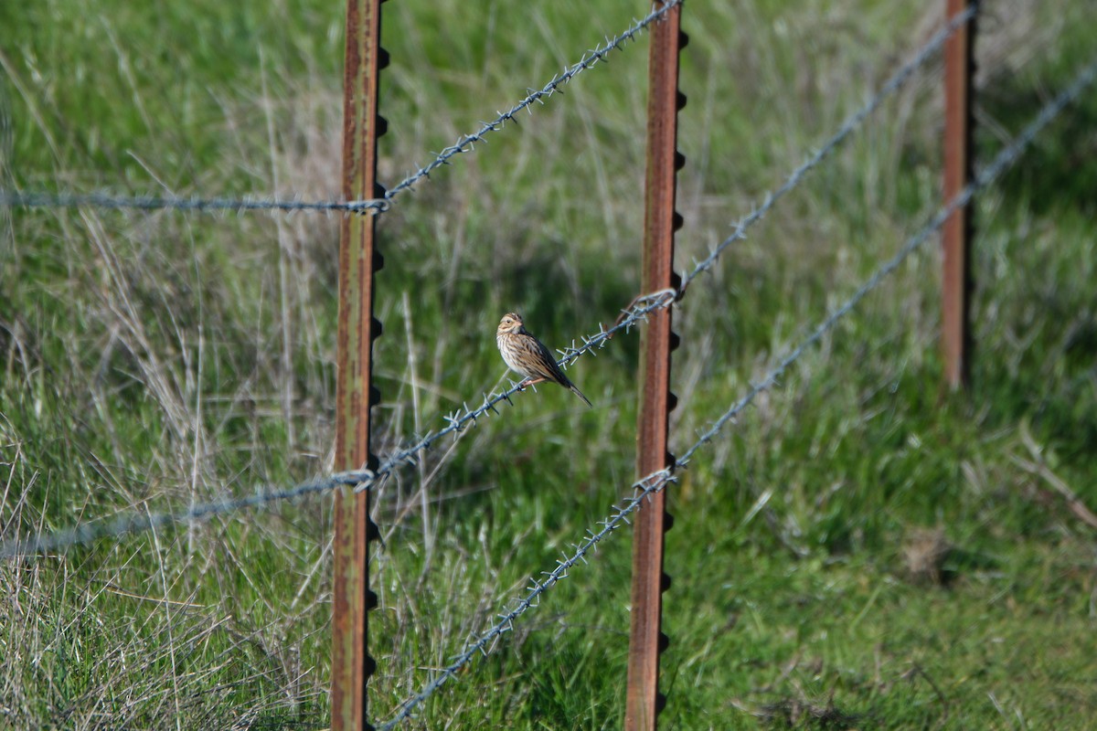 strnadec luční - ML646938767