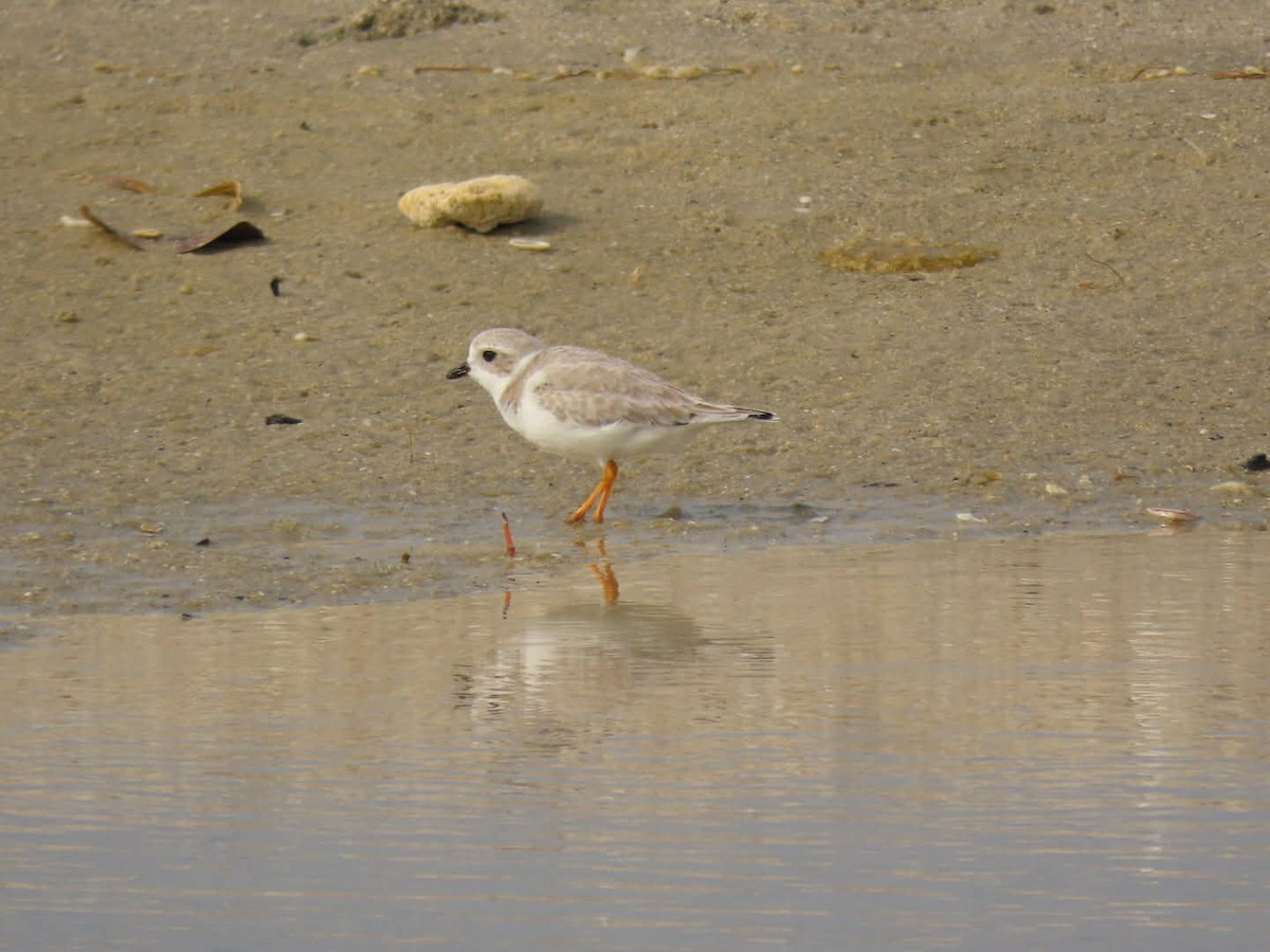 Flötenregenpfeifer - ML646938772