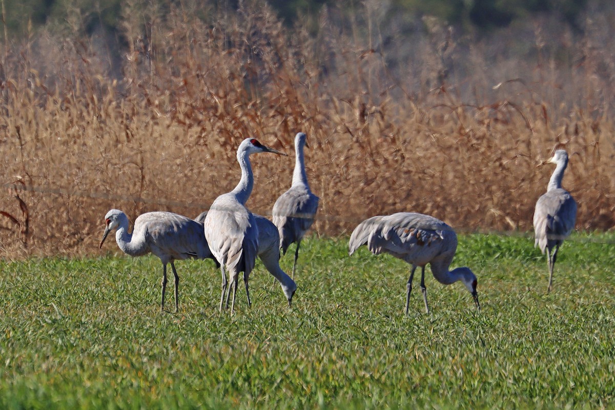 Kurrilo kanadarra - ML646938773