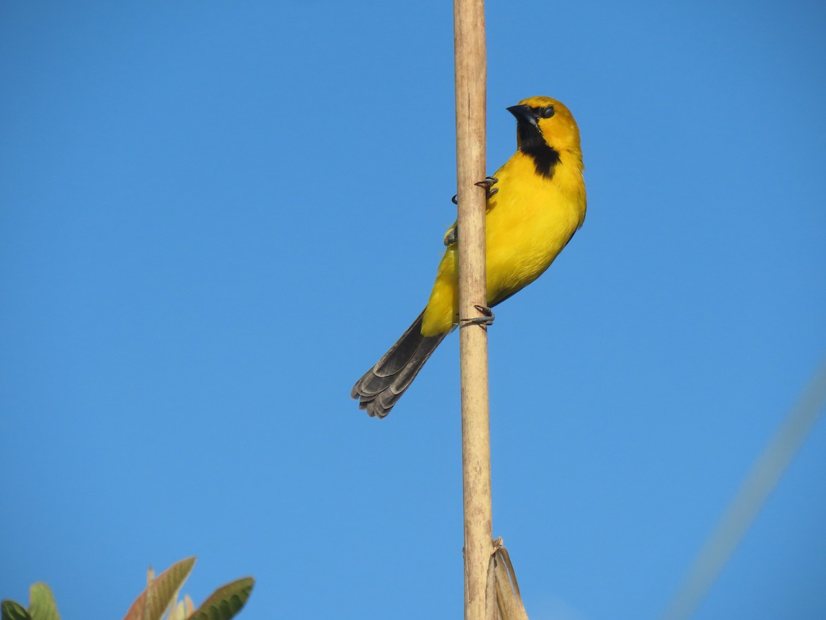 Yellow Oriole - ML646938774