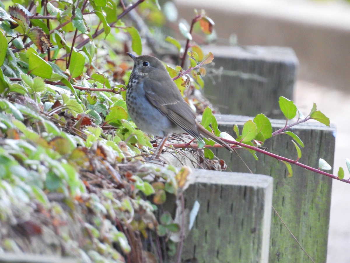 Hermit Thrush - ML646938775