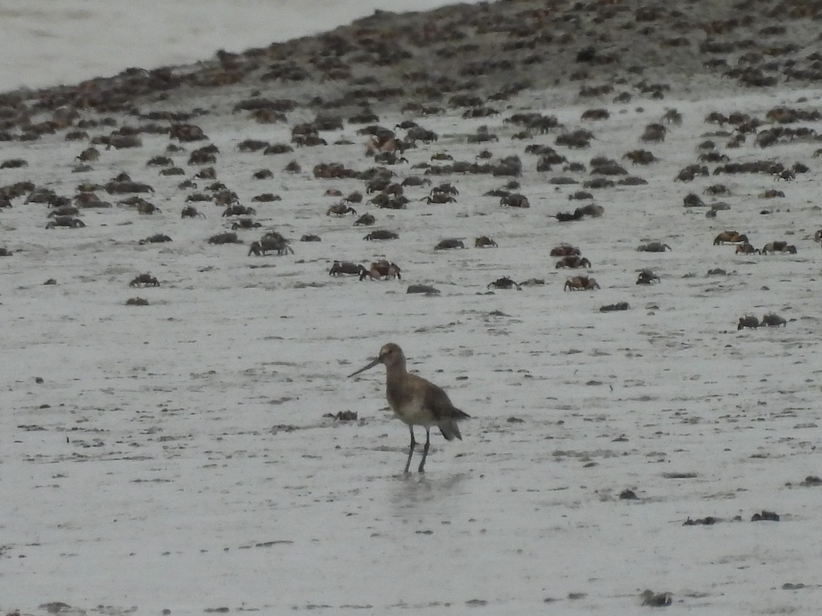 アメリカオグロシギ - ML646938776