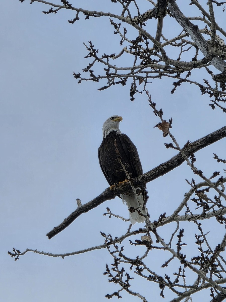 Bald Eagle - ML646938780