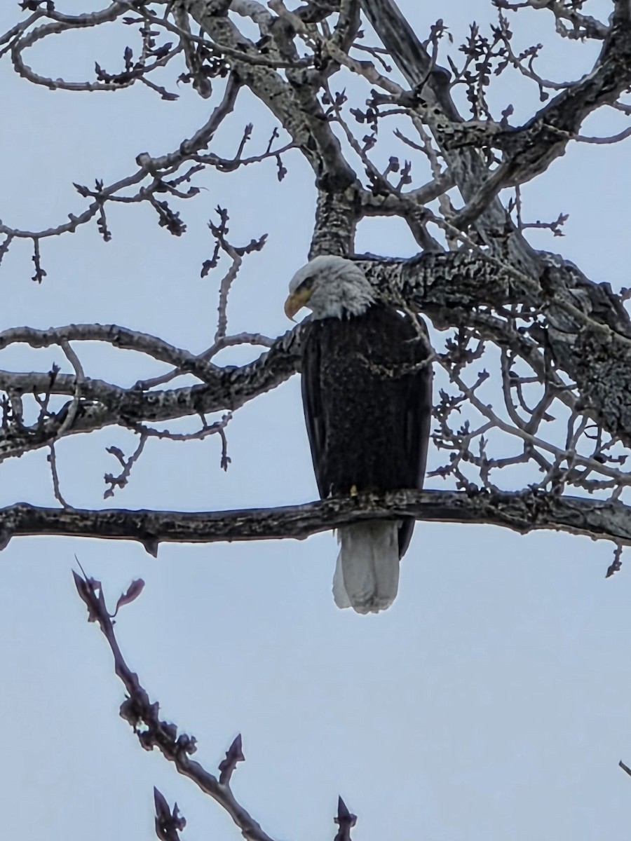 Bald Eagle - ML646938781