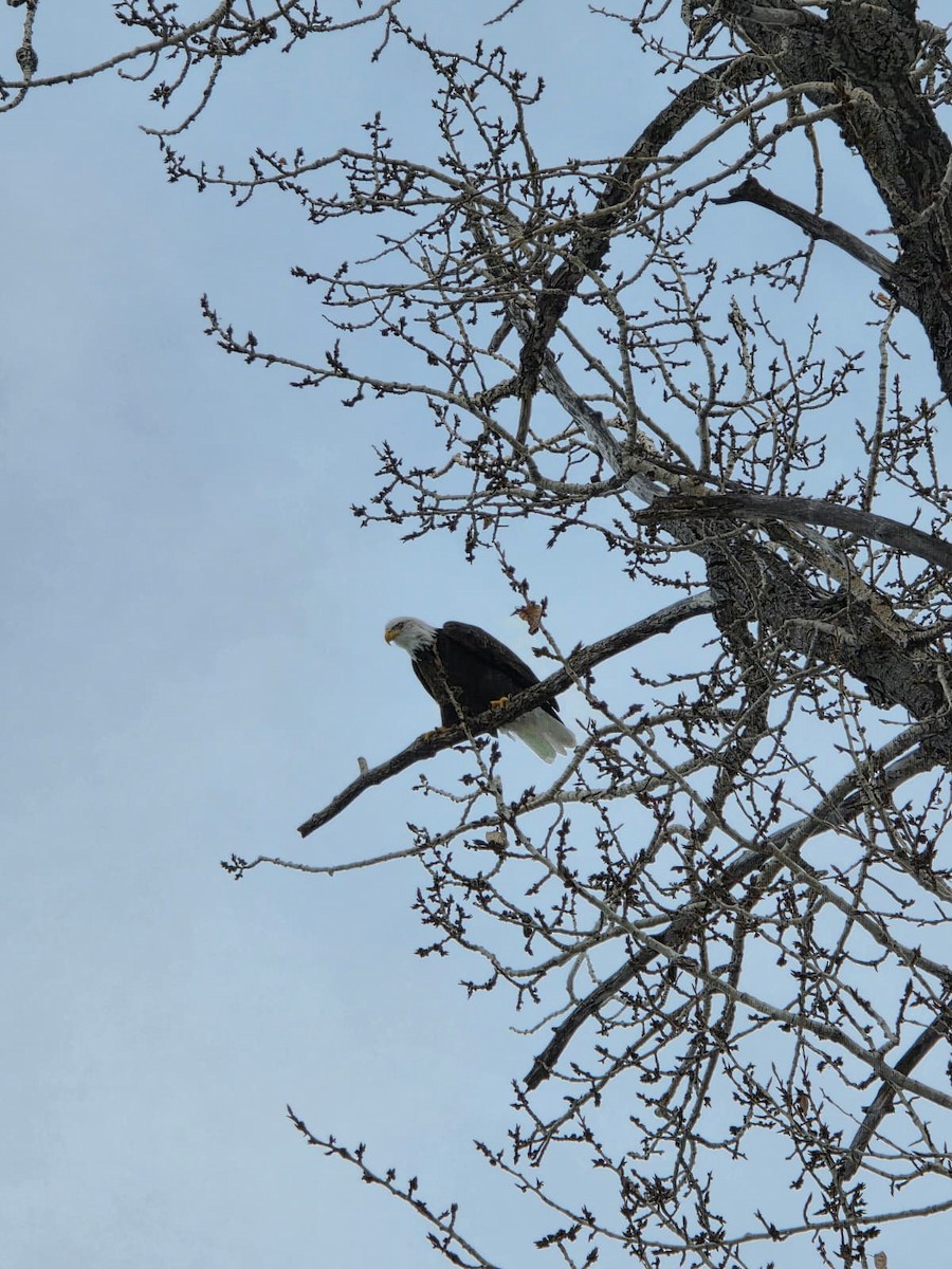 Bald Eagle - ML646938782