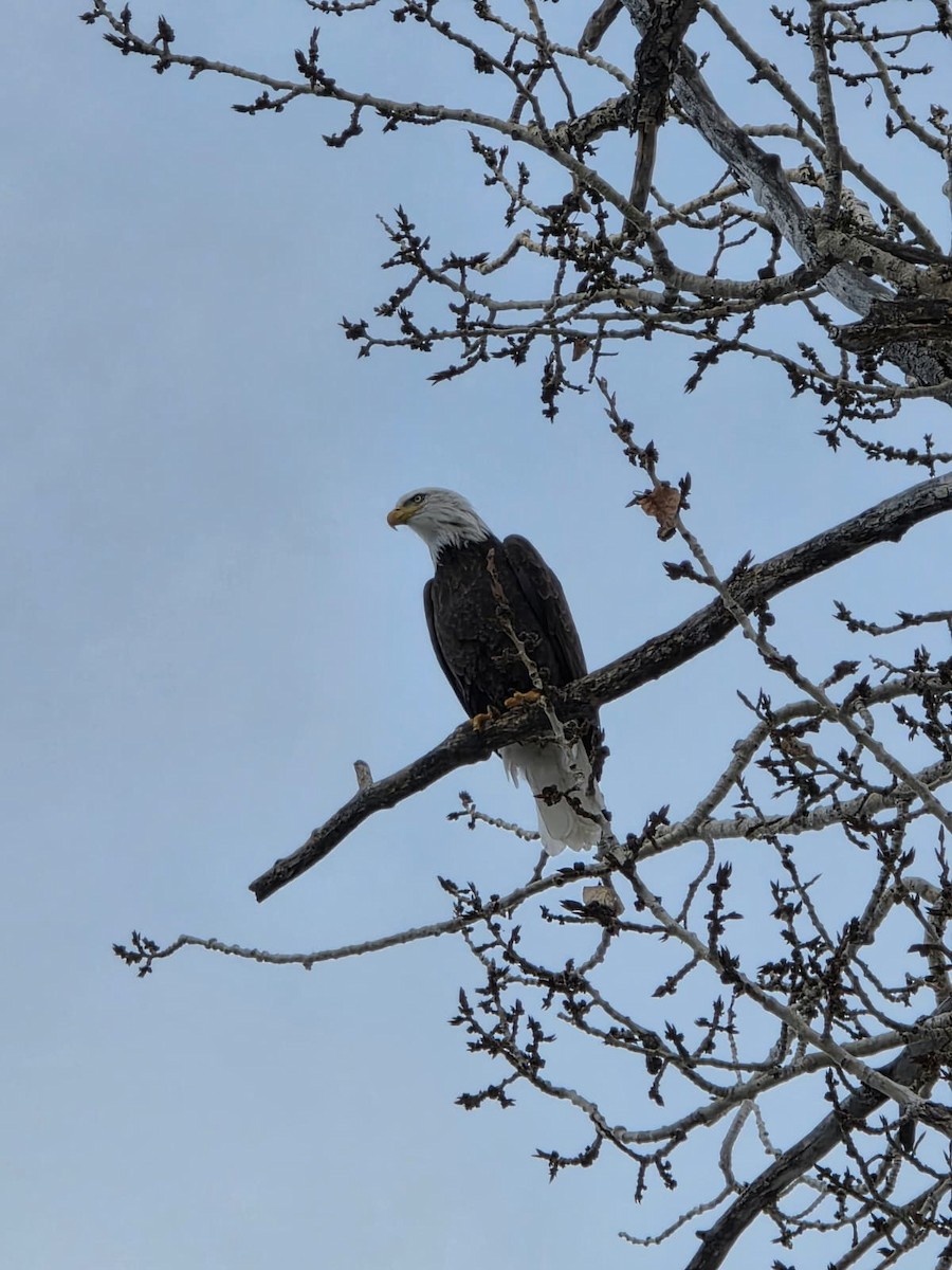 Bald Eagle - ML646938783