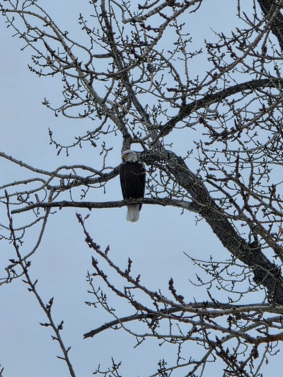 Bald Eagle - ML646938784