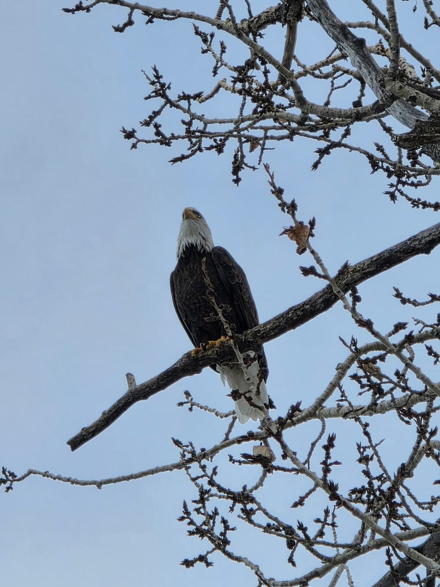 Bald Eagle - ML646938785