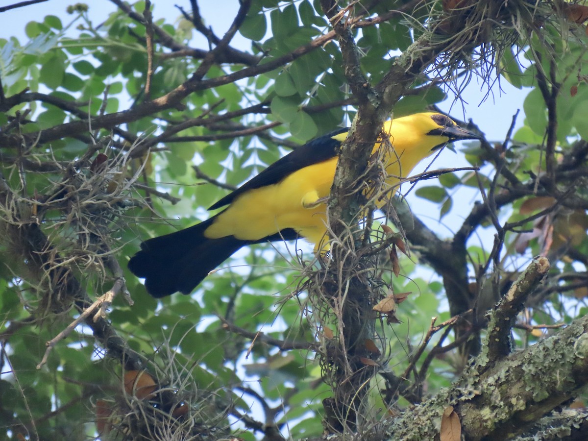Oriole Blackbird - ML646938788