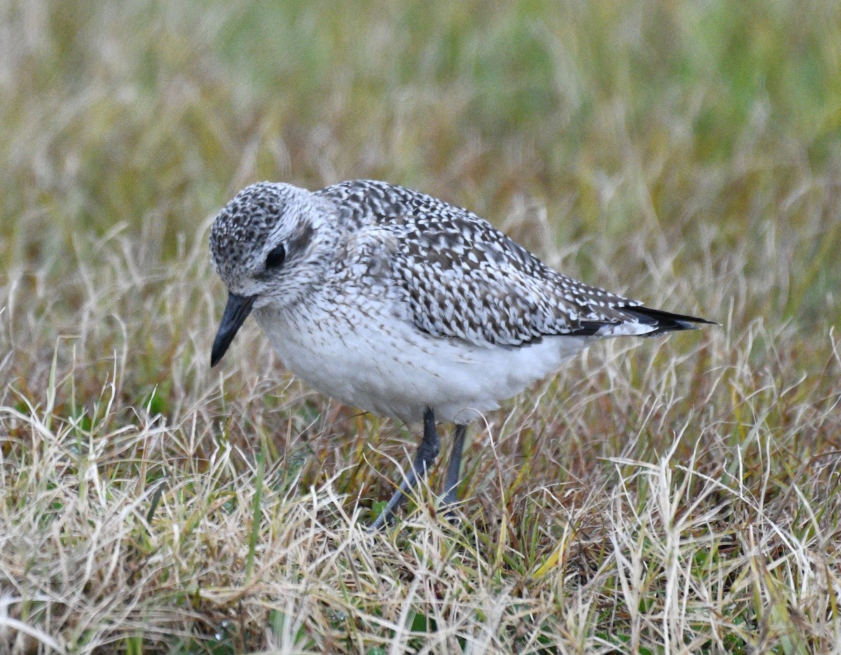 Black-bellied Plover - ML646938790