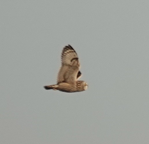 Sumpfohreule - ML646938792