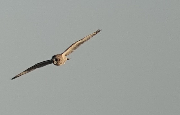 Sumpfohreule - ML646938794