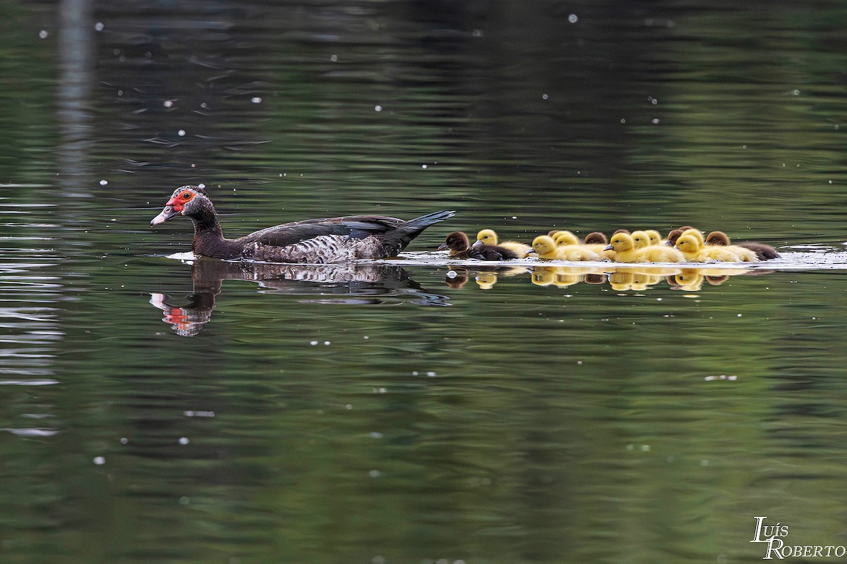 Moschusente (domestiziert) - ML646938800