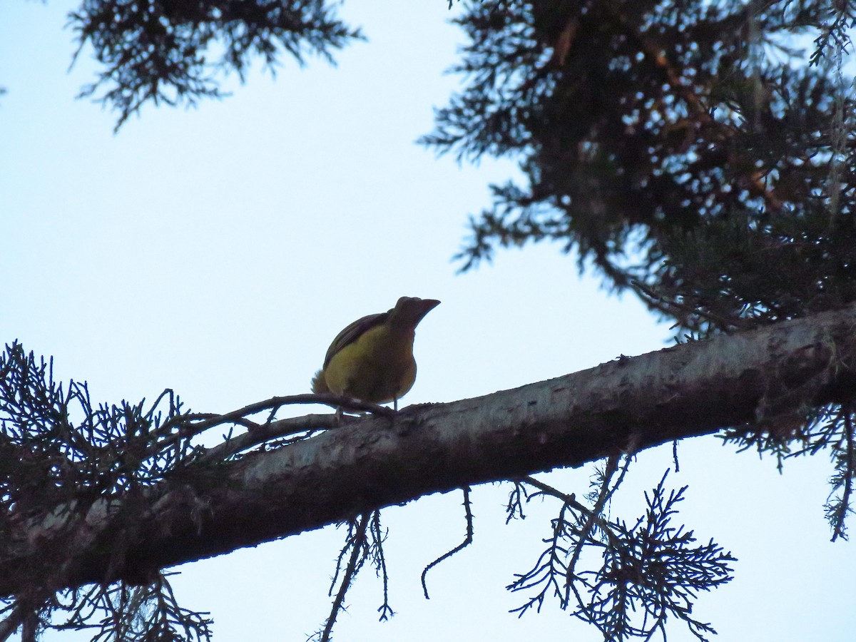 Piranga gorria - ML646938805