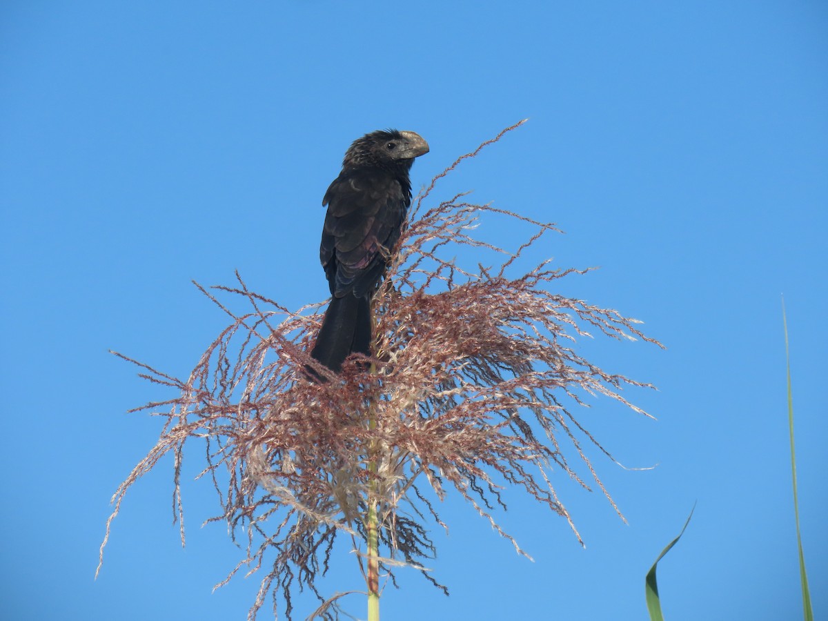 Smooth-billed Ani - ML646938808