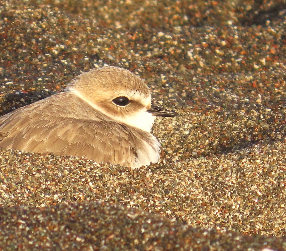 Snowy Plover - ML646938811