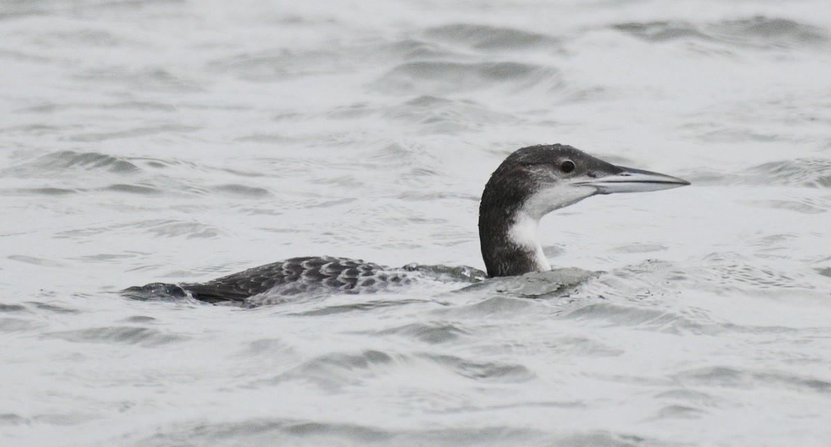 Common Loon - ML646938812