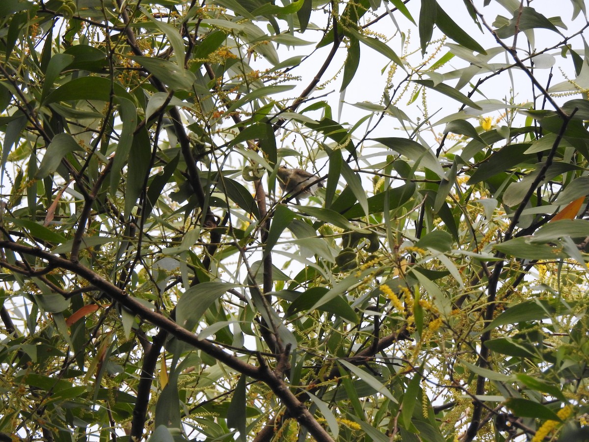 עלווית צפונית - ML646938813