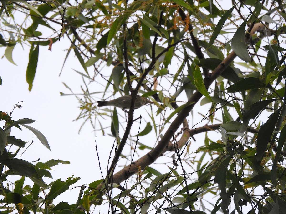 עלווית צפונית - ML646938814