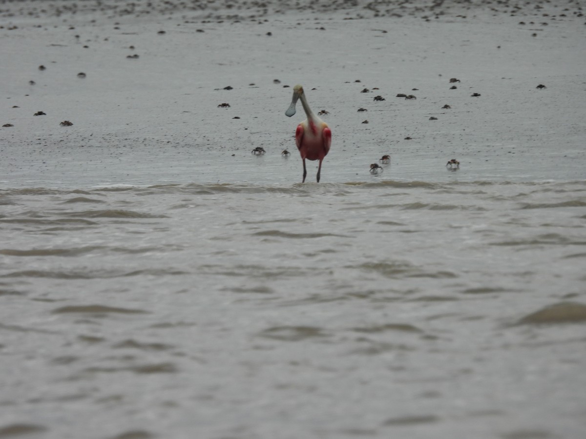 Roseate Spoonbill - ML646938815
