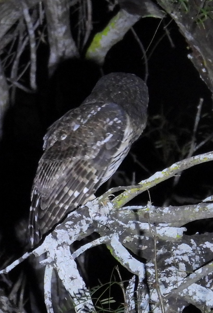 demonugle - ML646938816