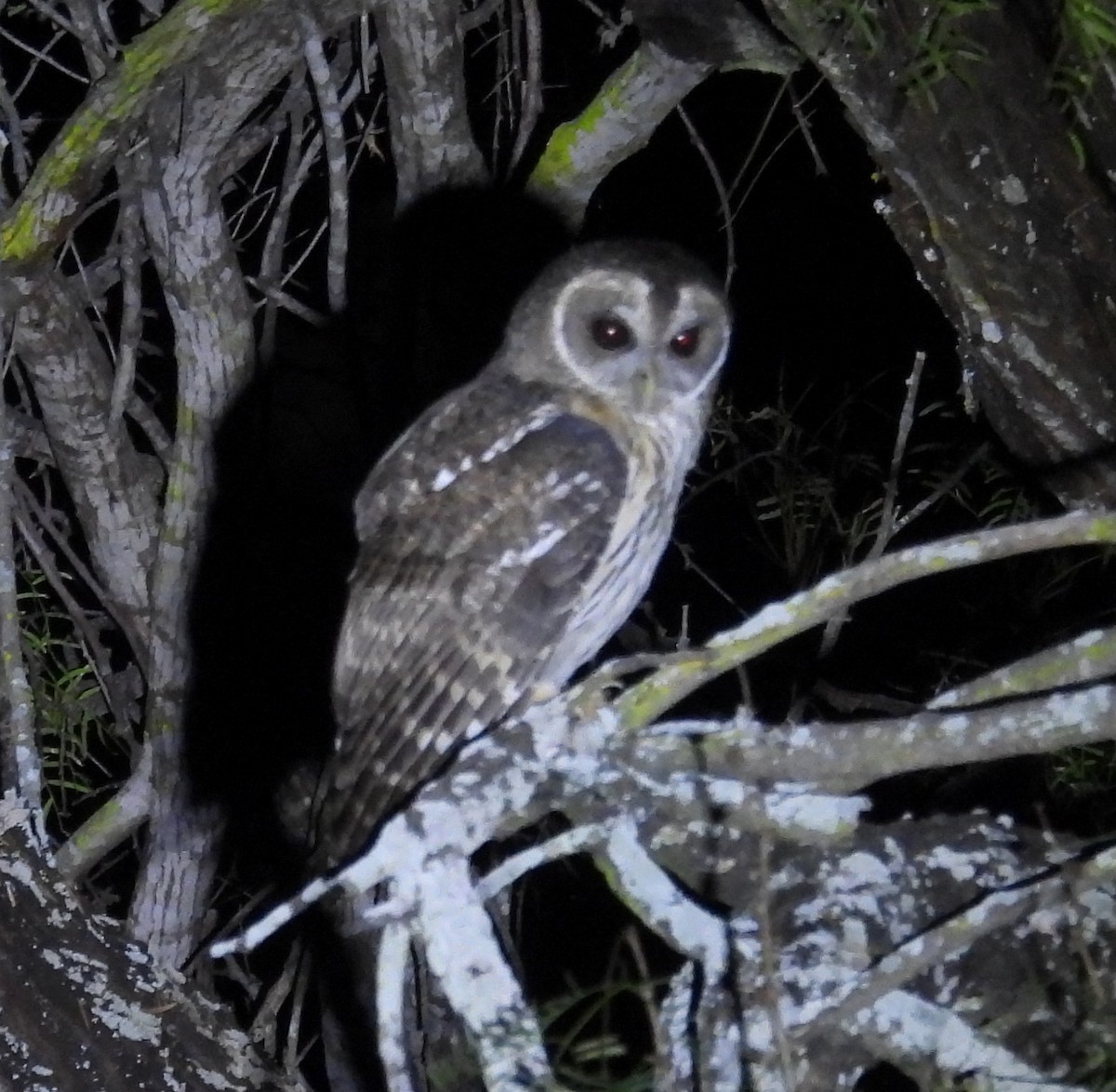 demonugle - ML646938817