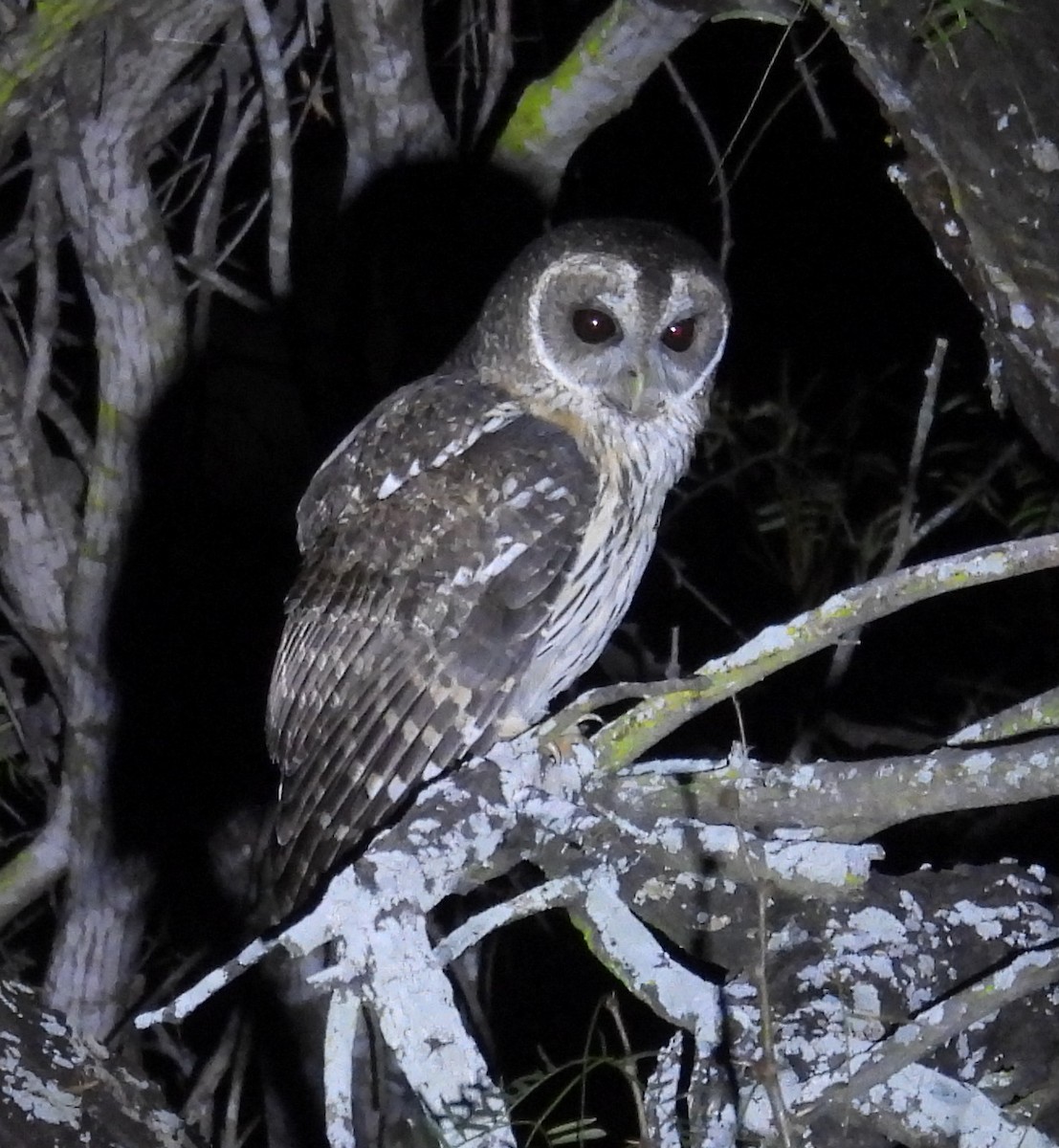 demonugle - ML646938818