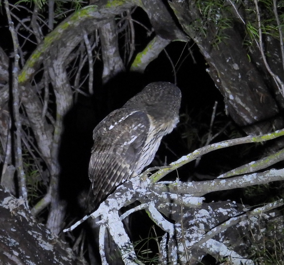 demonugle - ML646938819