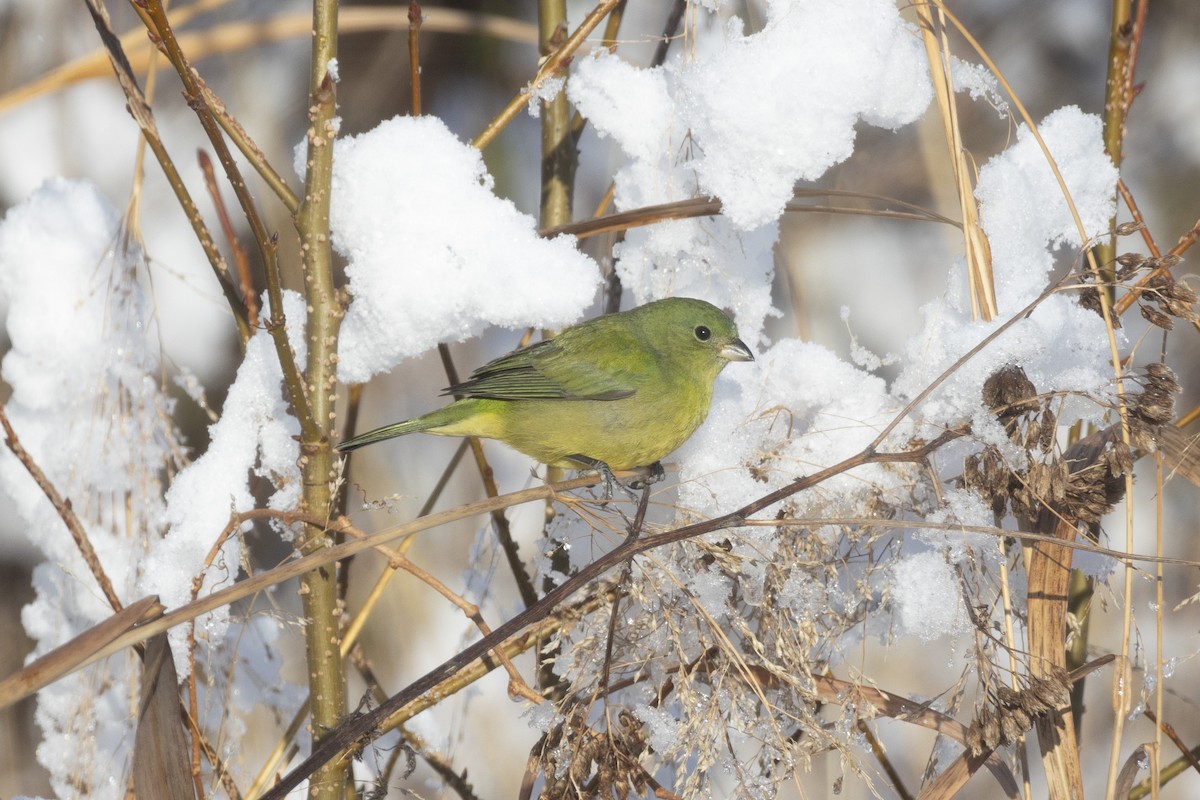 Painted Bunting - ML646938820