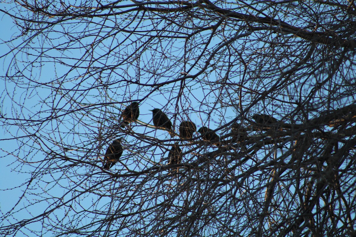 European Starling - ML646938822