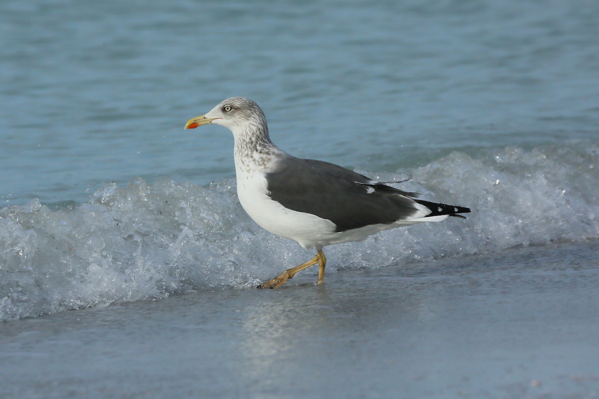 Gaviota Sombría (Occidental) - ML646938823