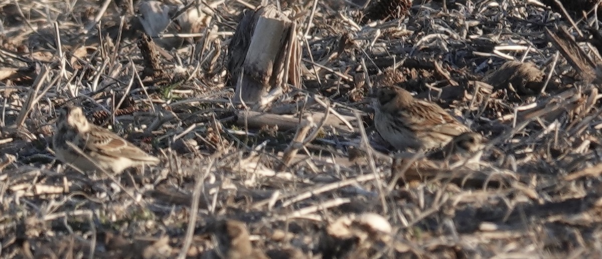 Spornammer - ML646938826