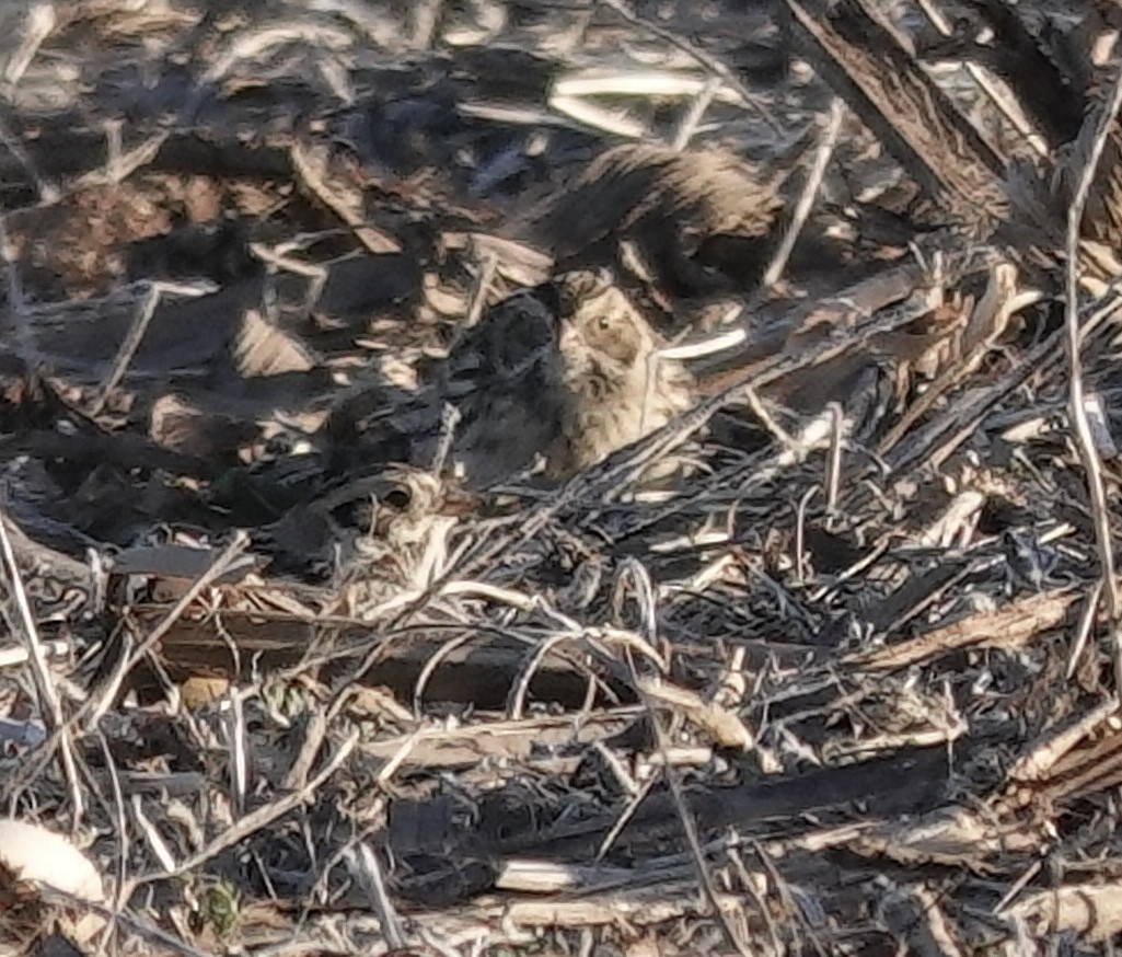 Spornammer - ML646938827