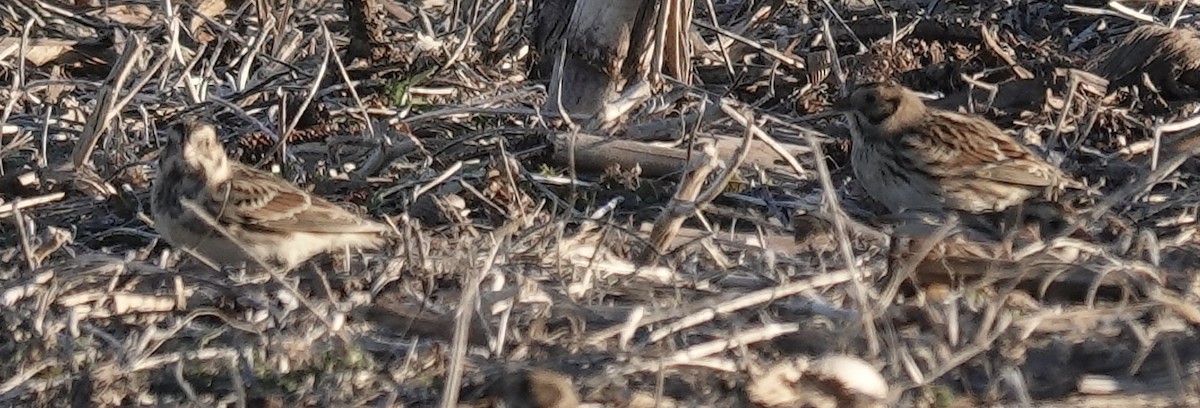 Spornammer - ML646938828