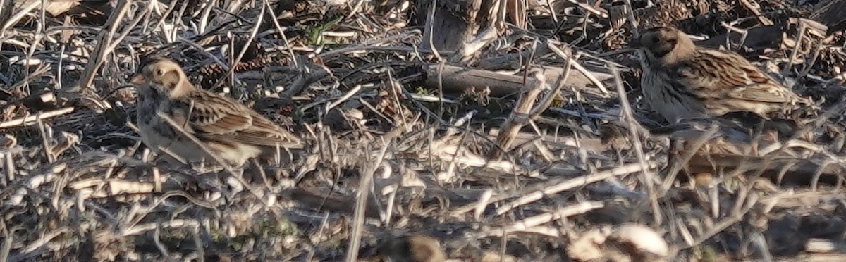 Spornammer - ML646938829