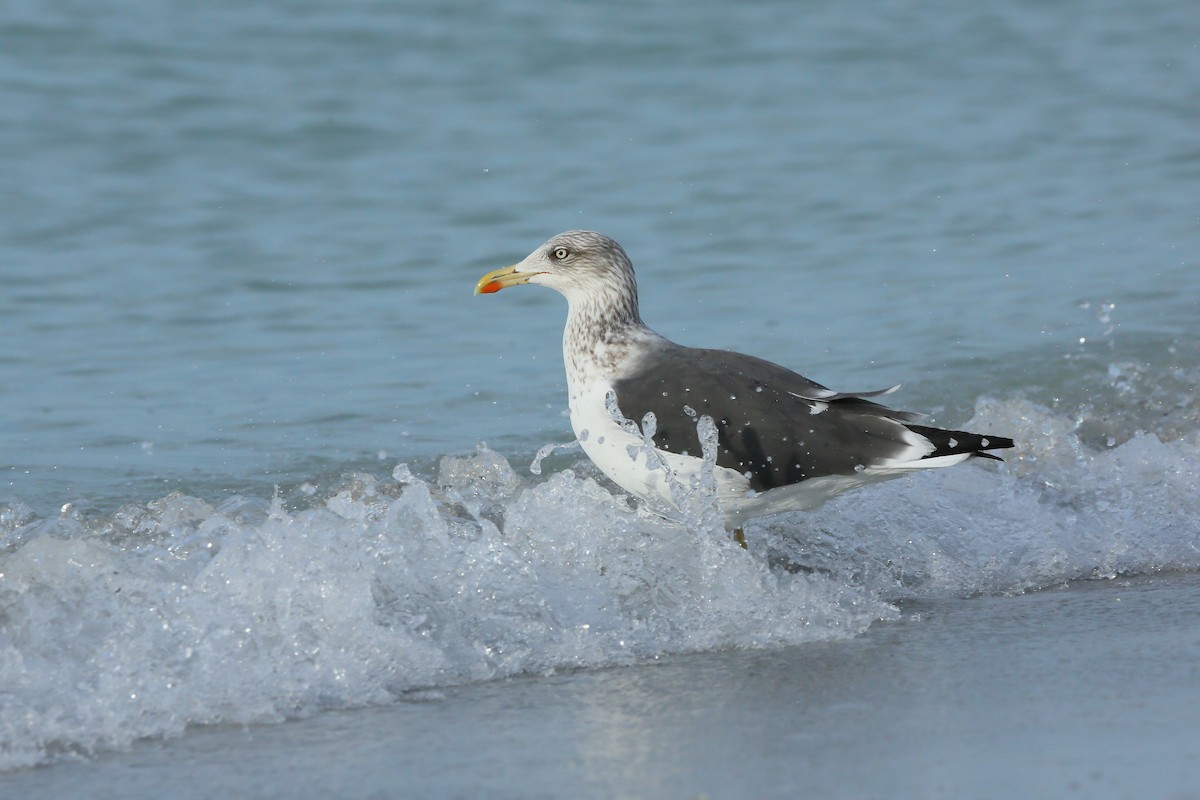 Gaviota Sombría (Occidental) - ML646938830
