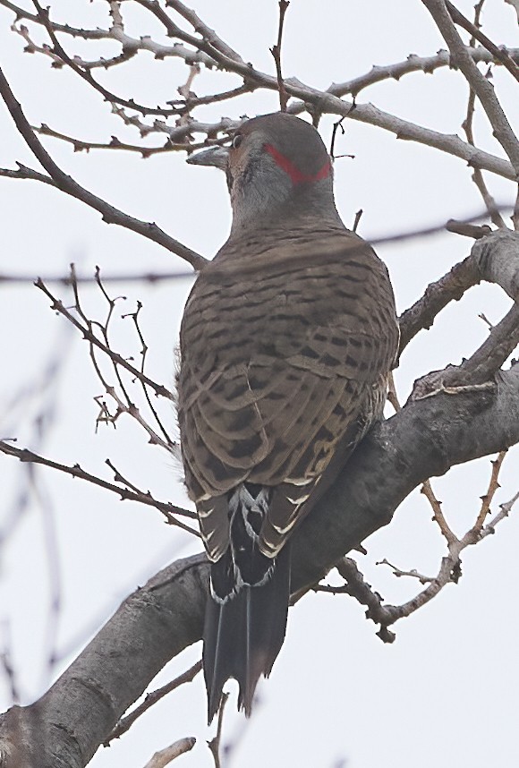 datel zlatý (ssp. auratus/luteus) - ML646938831