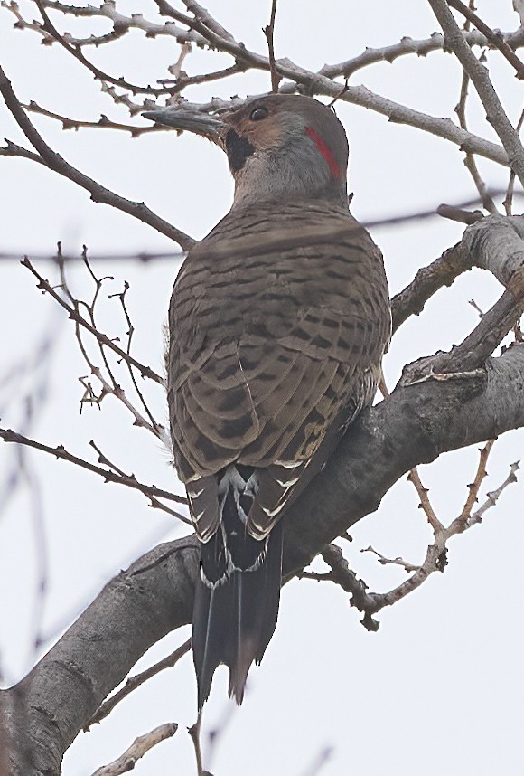 datel zlatý (ssp. auratus/luteus) - ML646938832