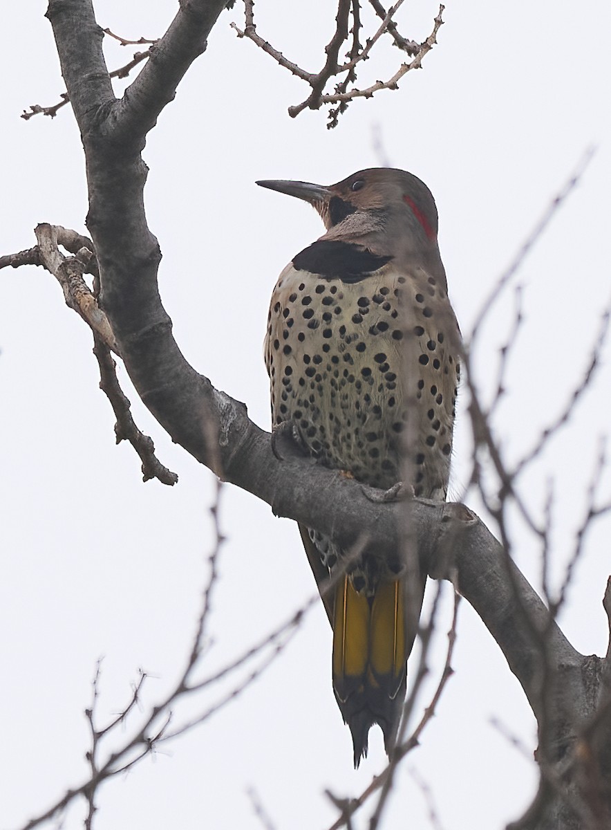 datel zlatý (ssp. auratus/luteus) - ML646938833