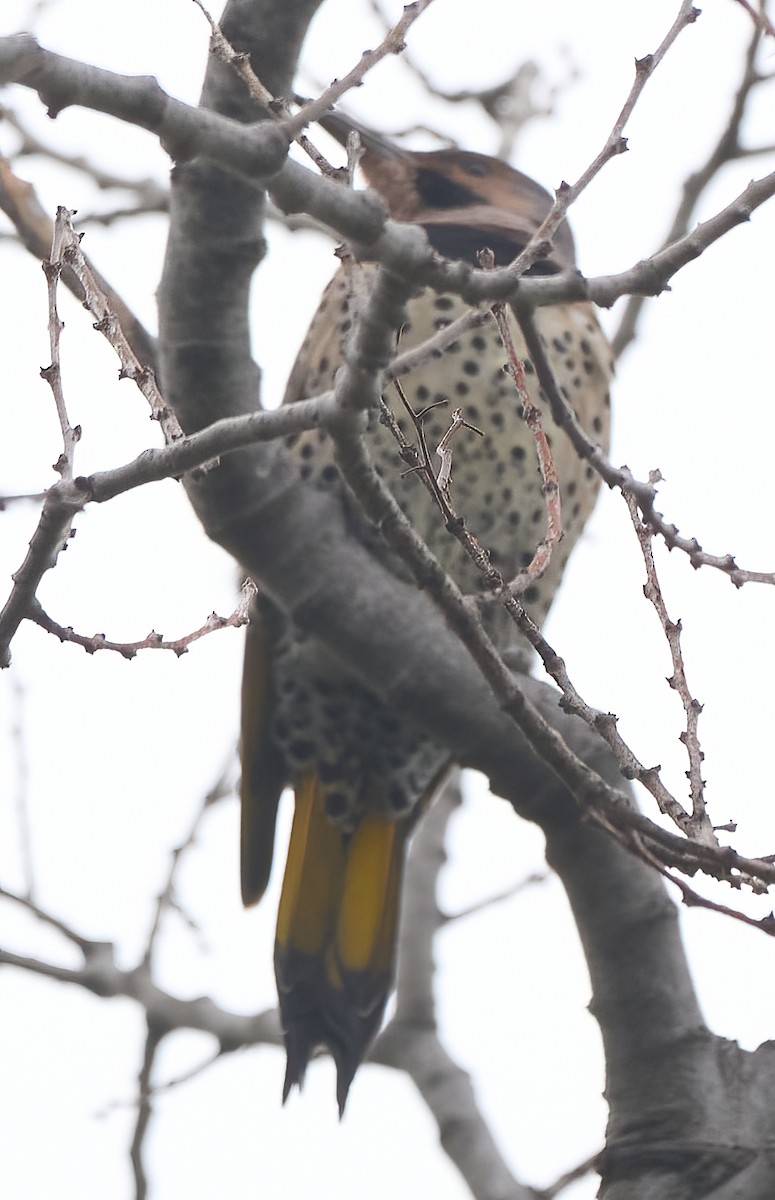 datel zlatý (ssp. auratus/luteus) - ML646938834